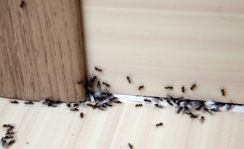 A group of black ants crawling on a light-colored wooden floor near a wooden structure.