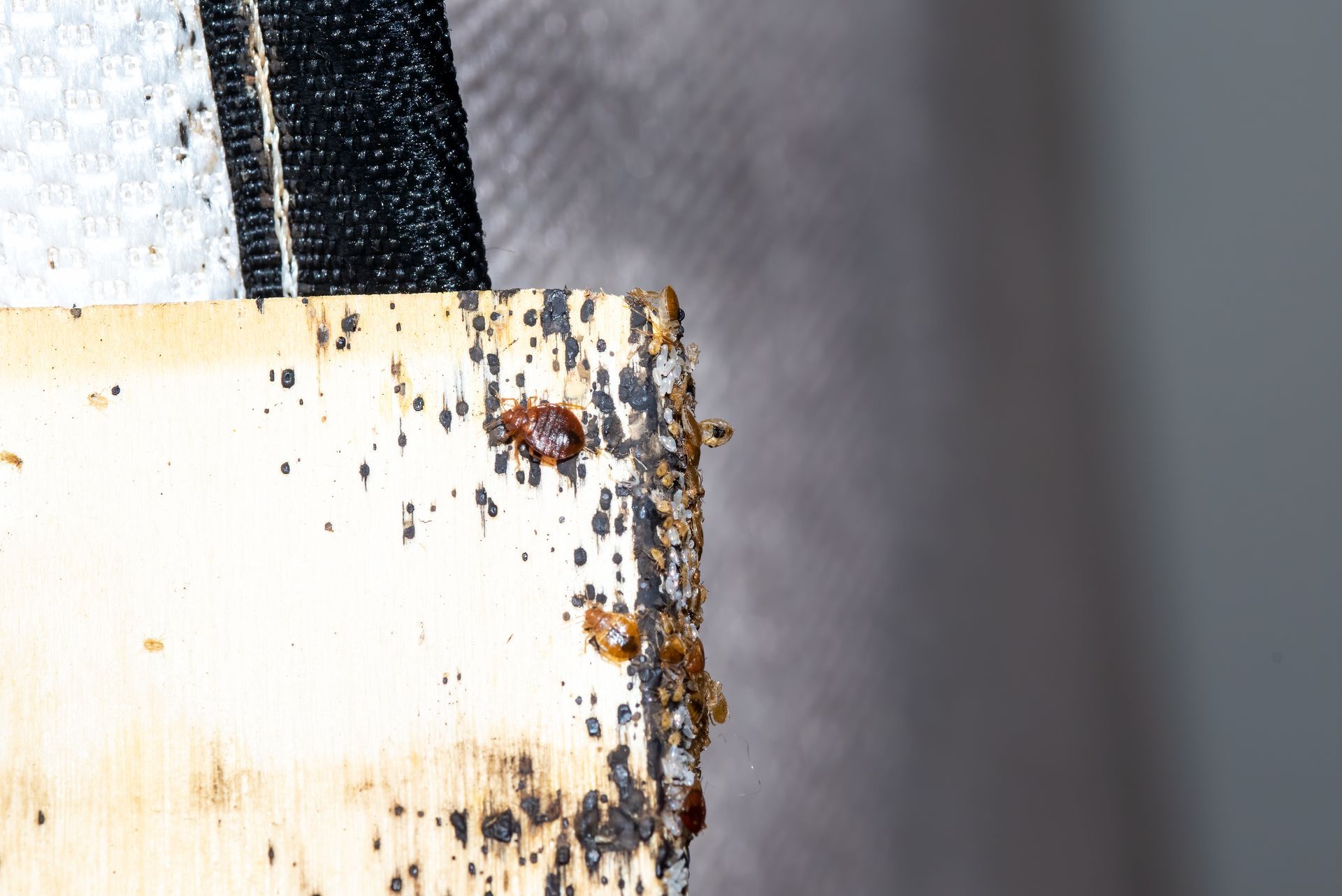 bed bug treatment in Spring TX