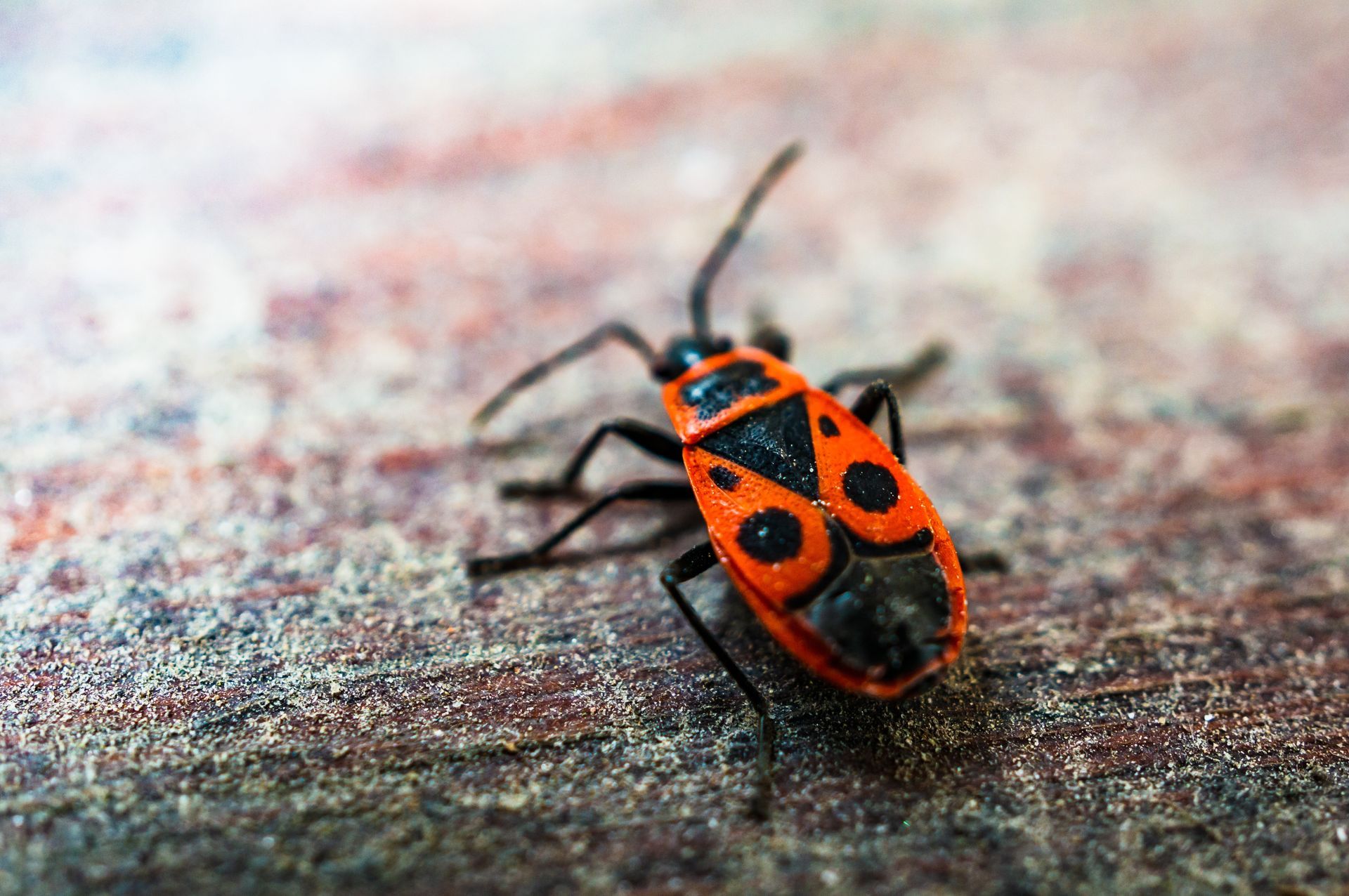 bug control in Spring TX