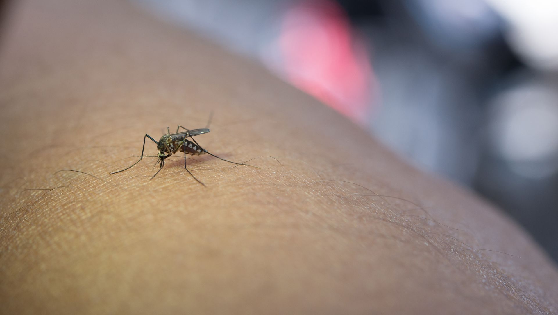 mosquito removal company in Spring TX