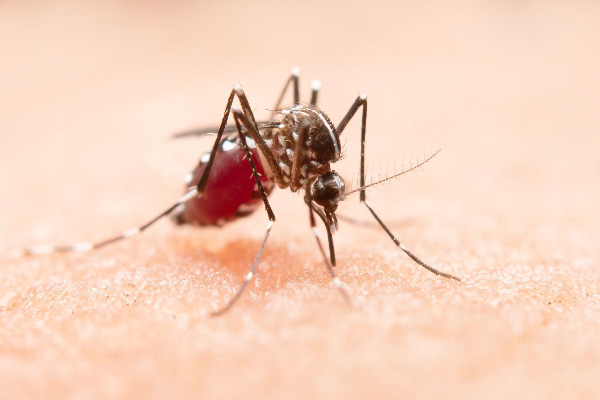 mosquito removal service in Spring TX