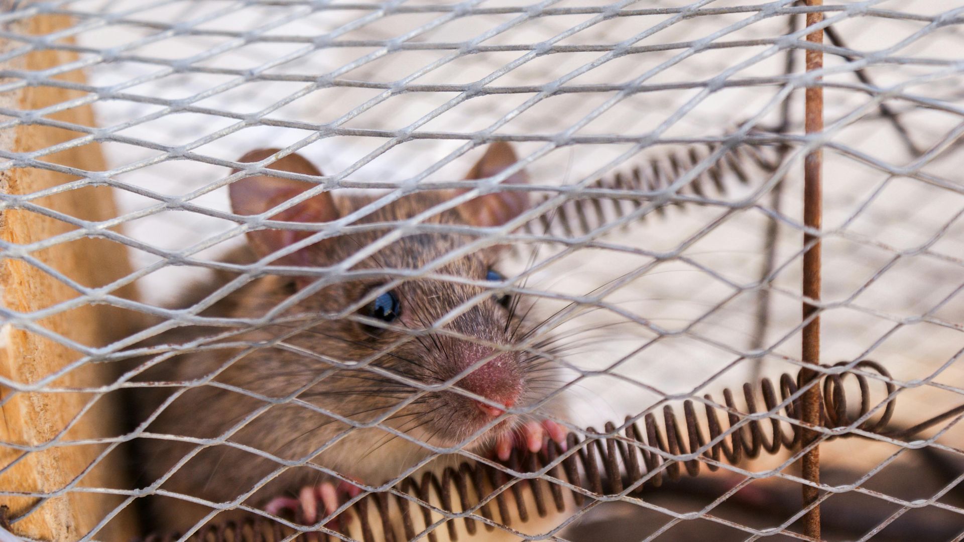 rodent pest control in Spring TX