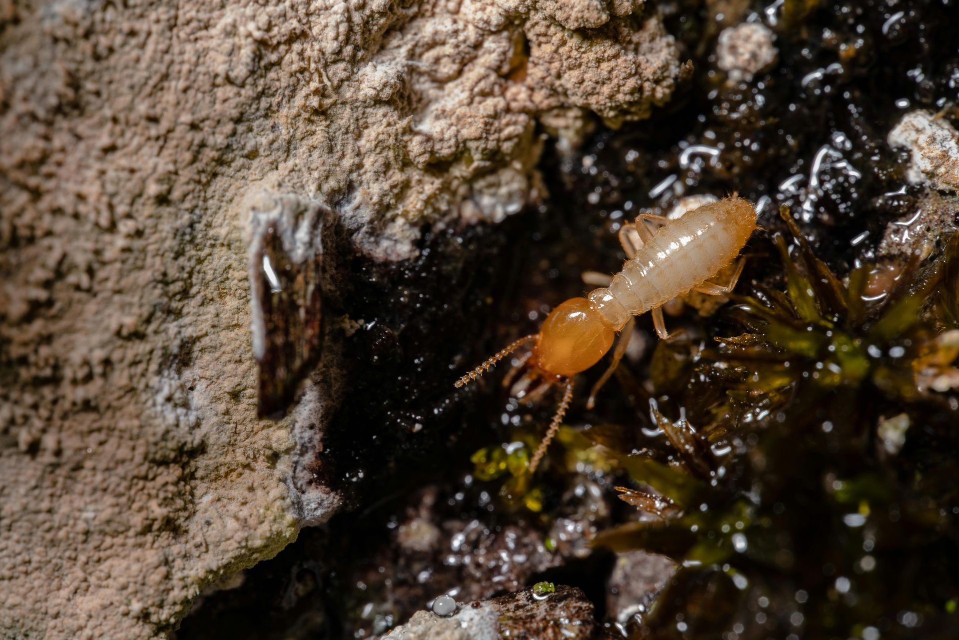 termite control services in Spring TX