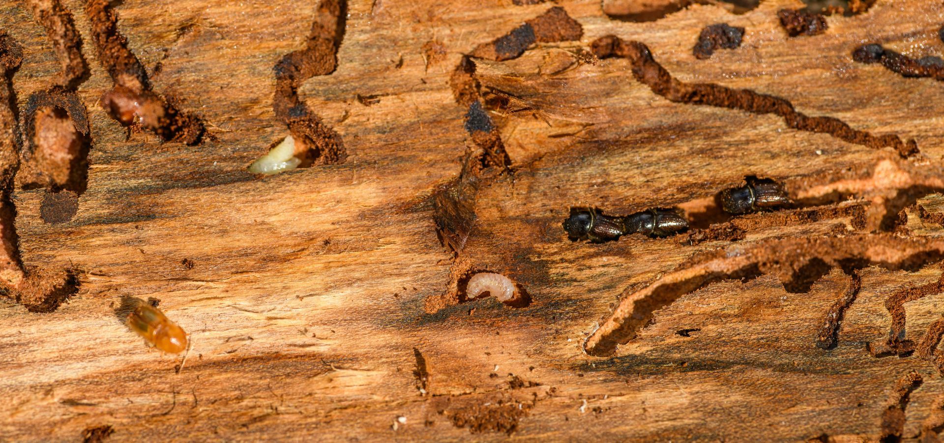 termite pest control in Spring TX